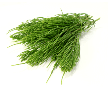 Schachtelhalmextrakt in NEOflorax