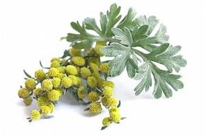 Wermutextrakt in NEOflorax